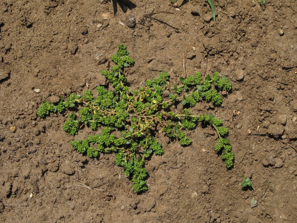 Herniaria glabra